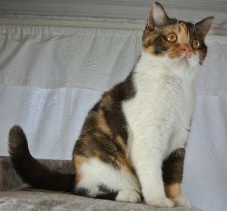 S*Firecat's Flora, chokladsköldpadda med vitt