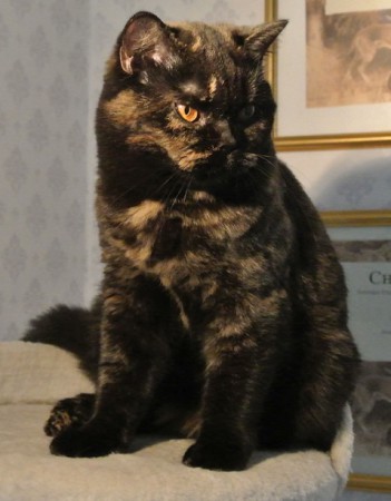 S*Firecat's Tora, svartsköldpadda