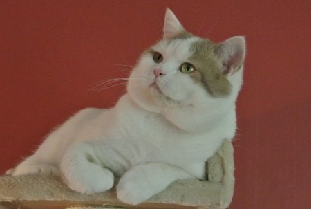 Pasht's Caramel Ice-T, lilaagoti med vitt