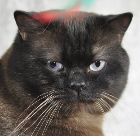 S*Firecat's Atlas, brunmaskad colourpoint