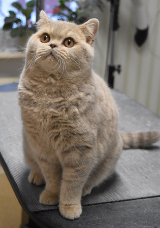 SE*LizPaw's Denis Denisov, HCM-scnnad normal, tar emot friska och rastypiska honor, har B-blod